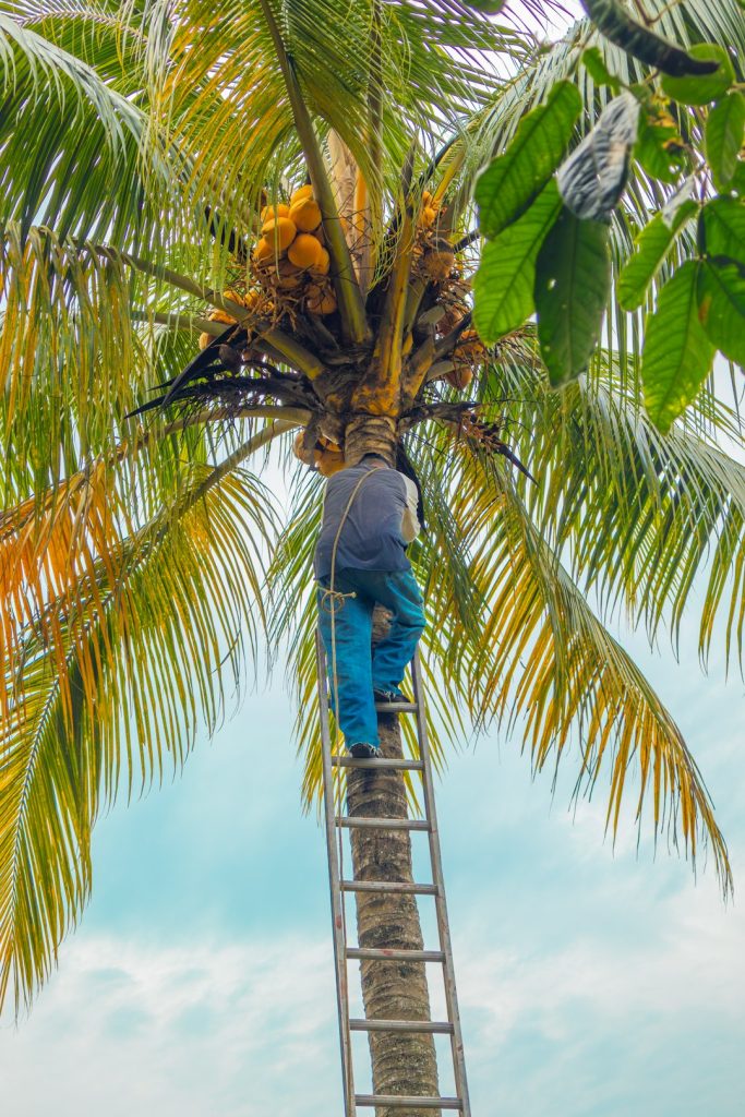 a-man-climbing-up-a-ladder-to-a-palm-tree-szm7egyn484